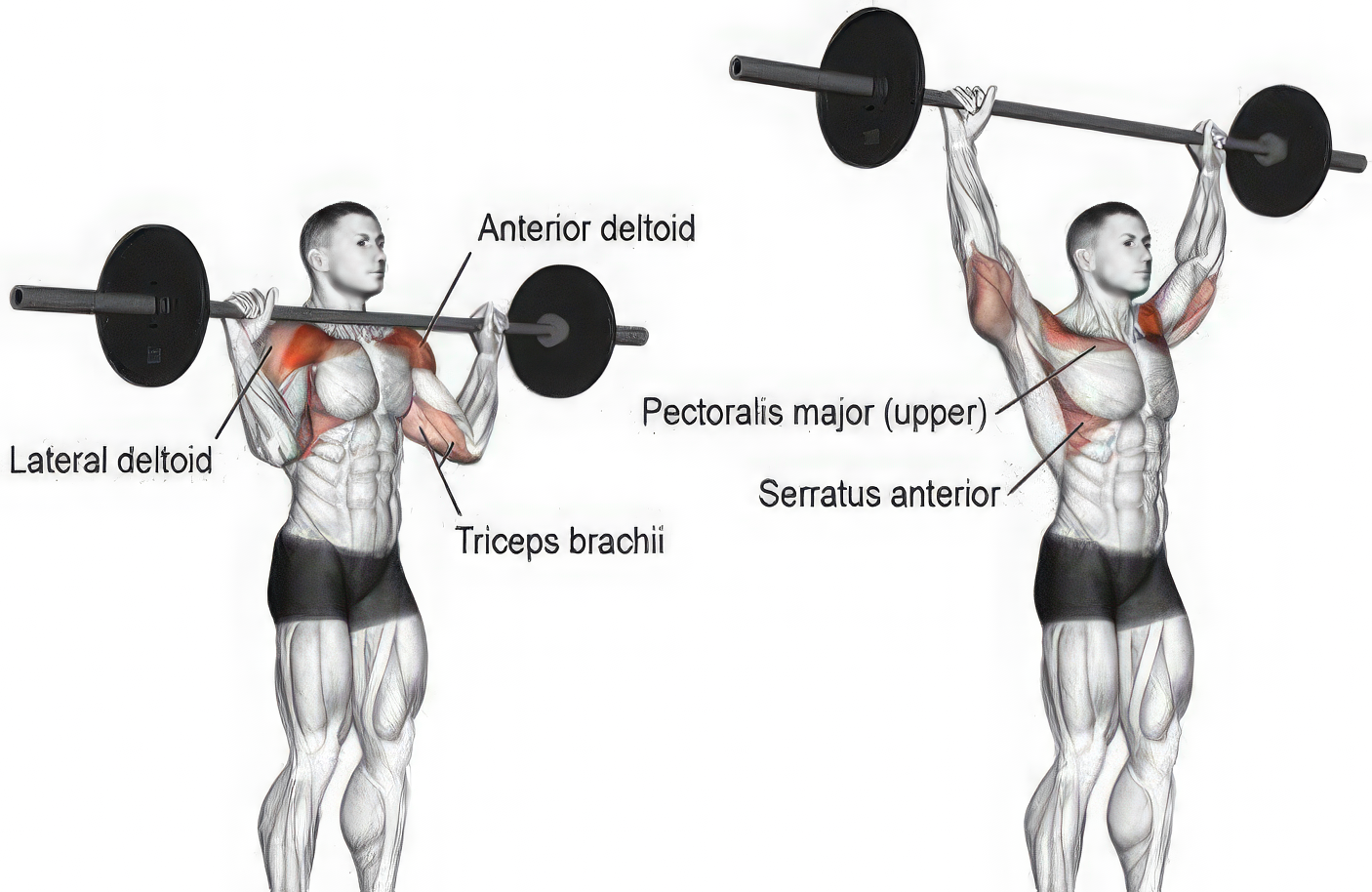 Overhead Press