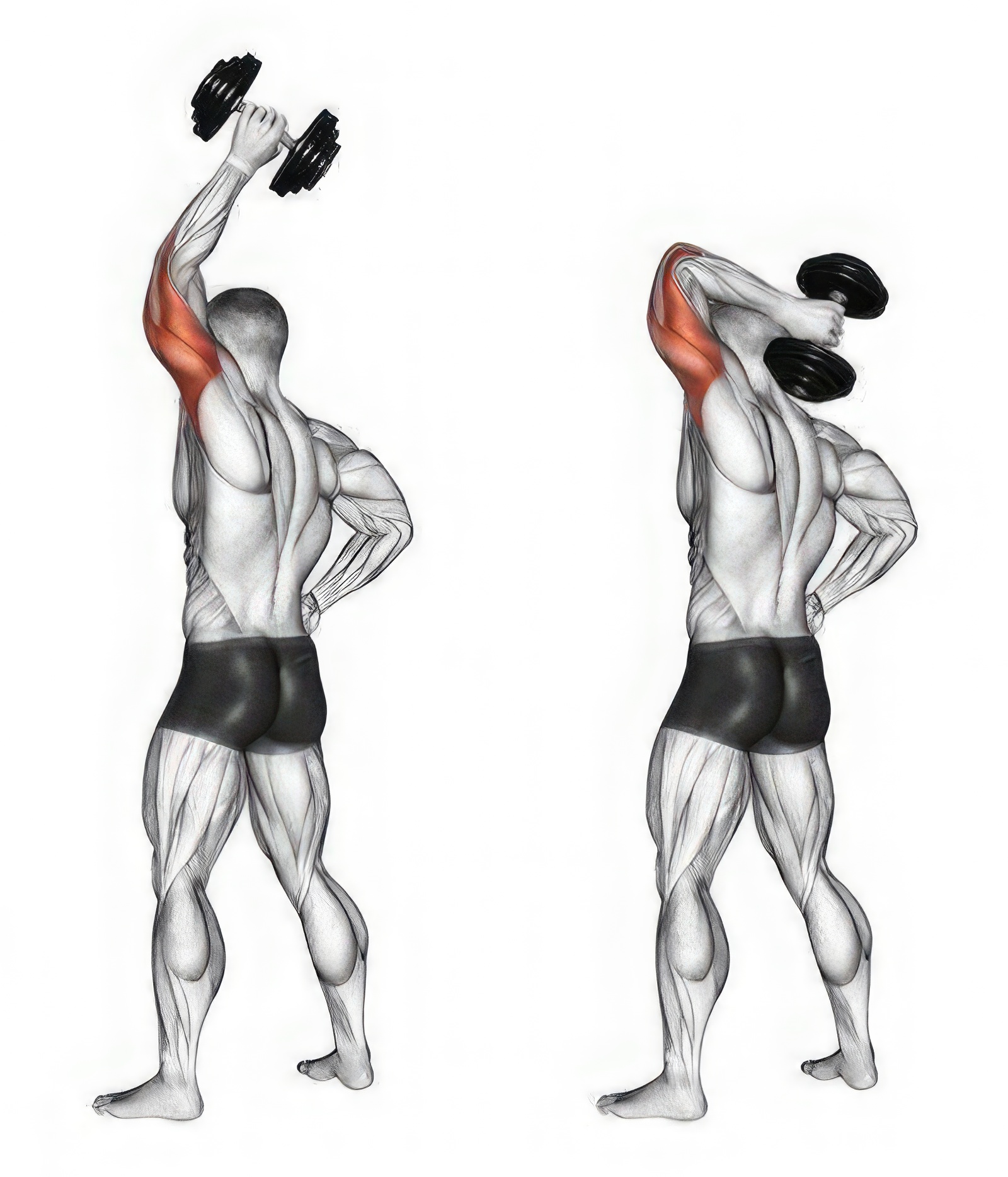 Overhead Single-Arm Dumbbell Triceps Extension