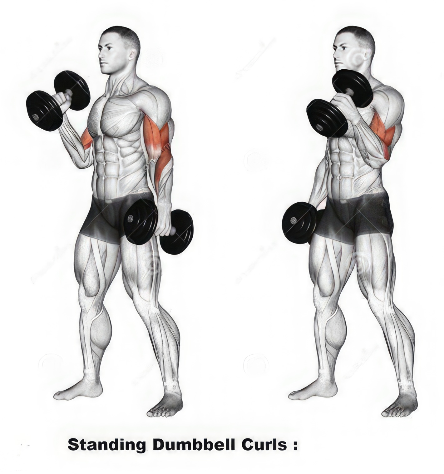 Standing Curl