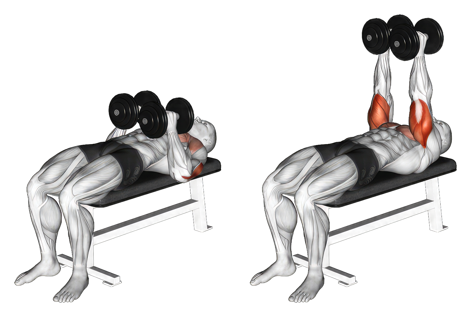 Dumbbells’ Neutral Grip with Bench Press