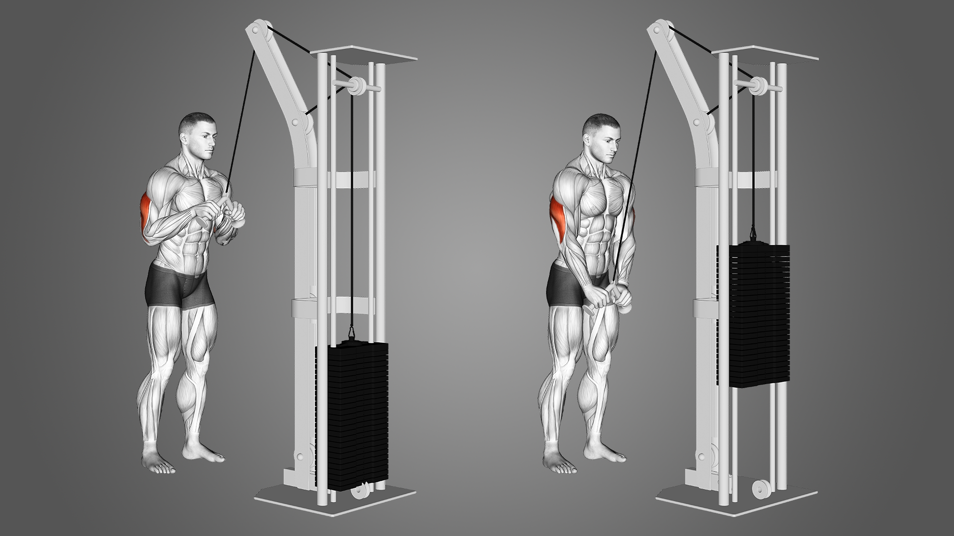 Triceps Pushdown 