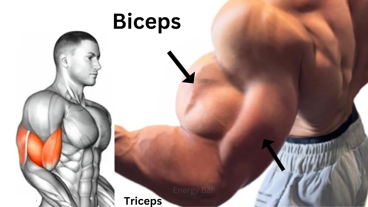 wider biceps and triceps