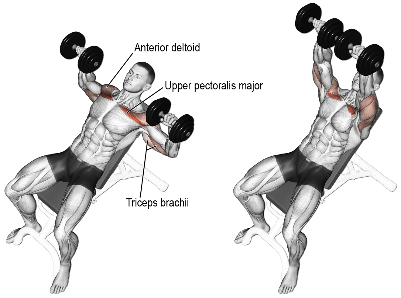 How to incline bench press with dumbbell 