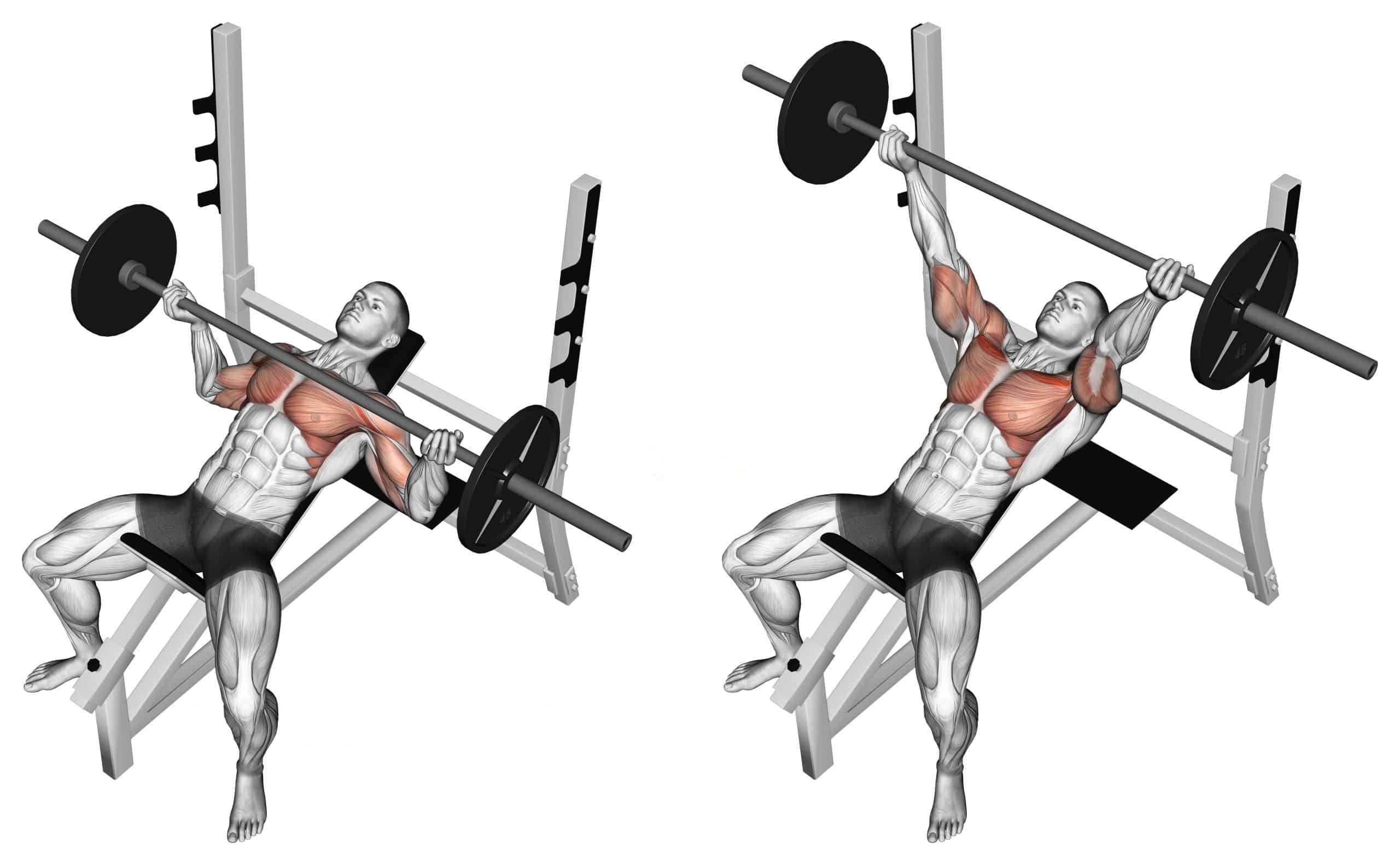 incline bench press 