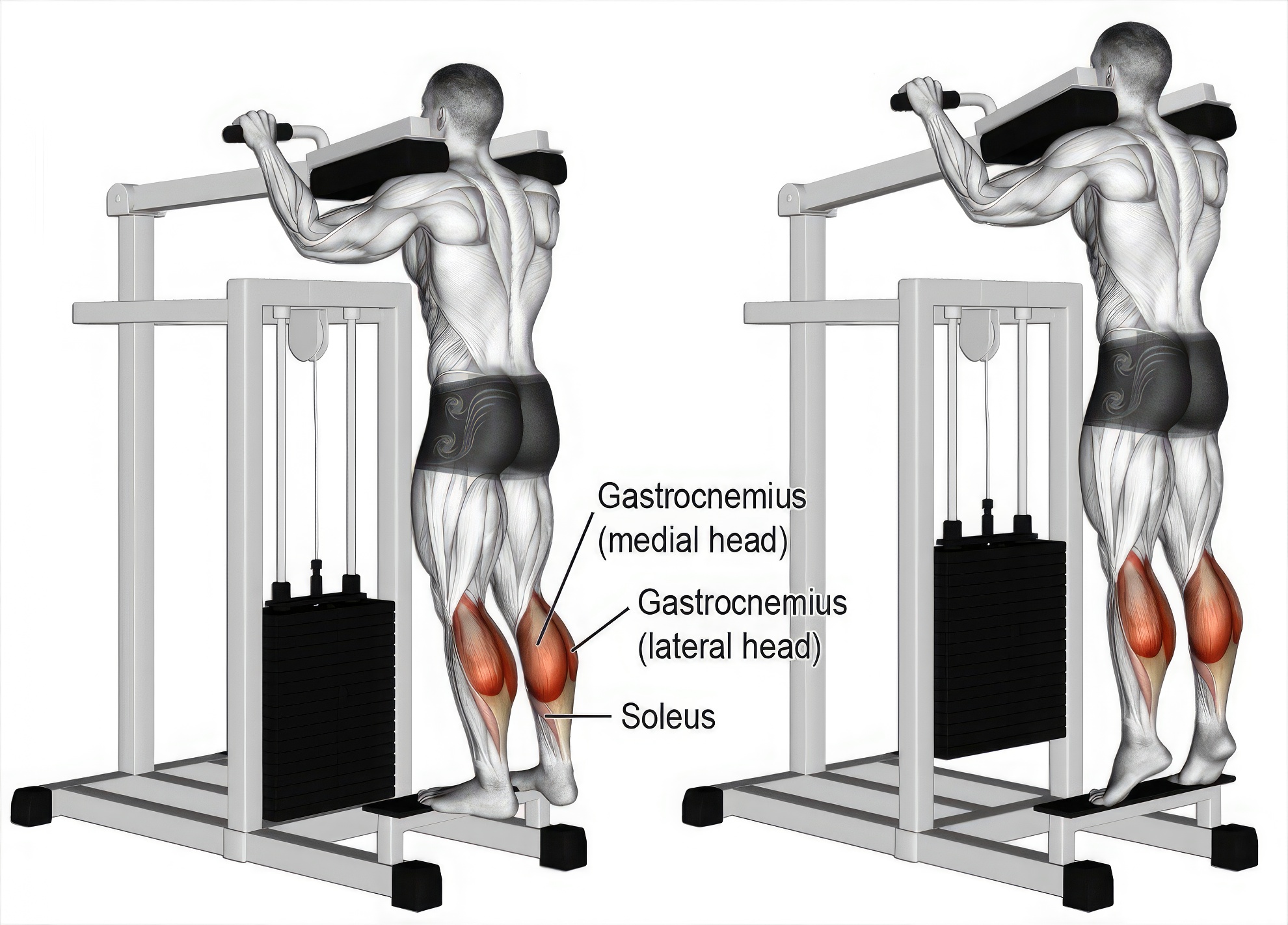 The Tom Platz Leg Workout: Standing Calf Raise