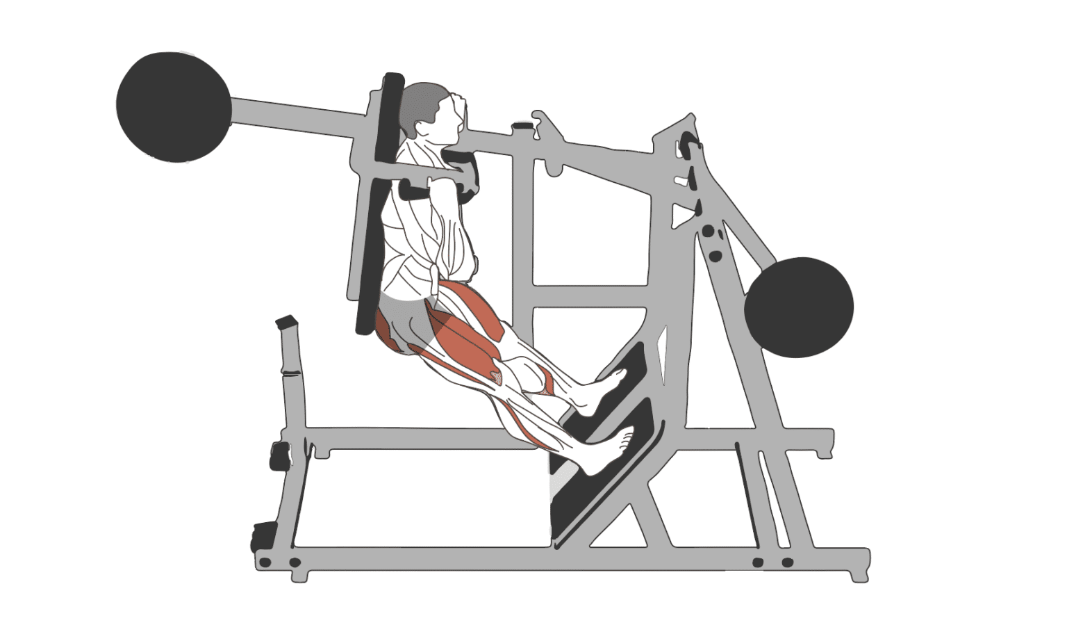 Pendulum Squat Muscles Worked