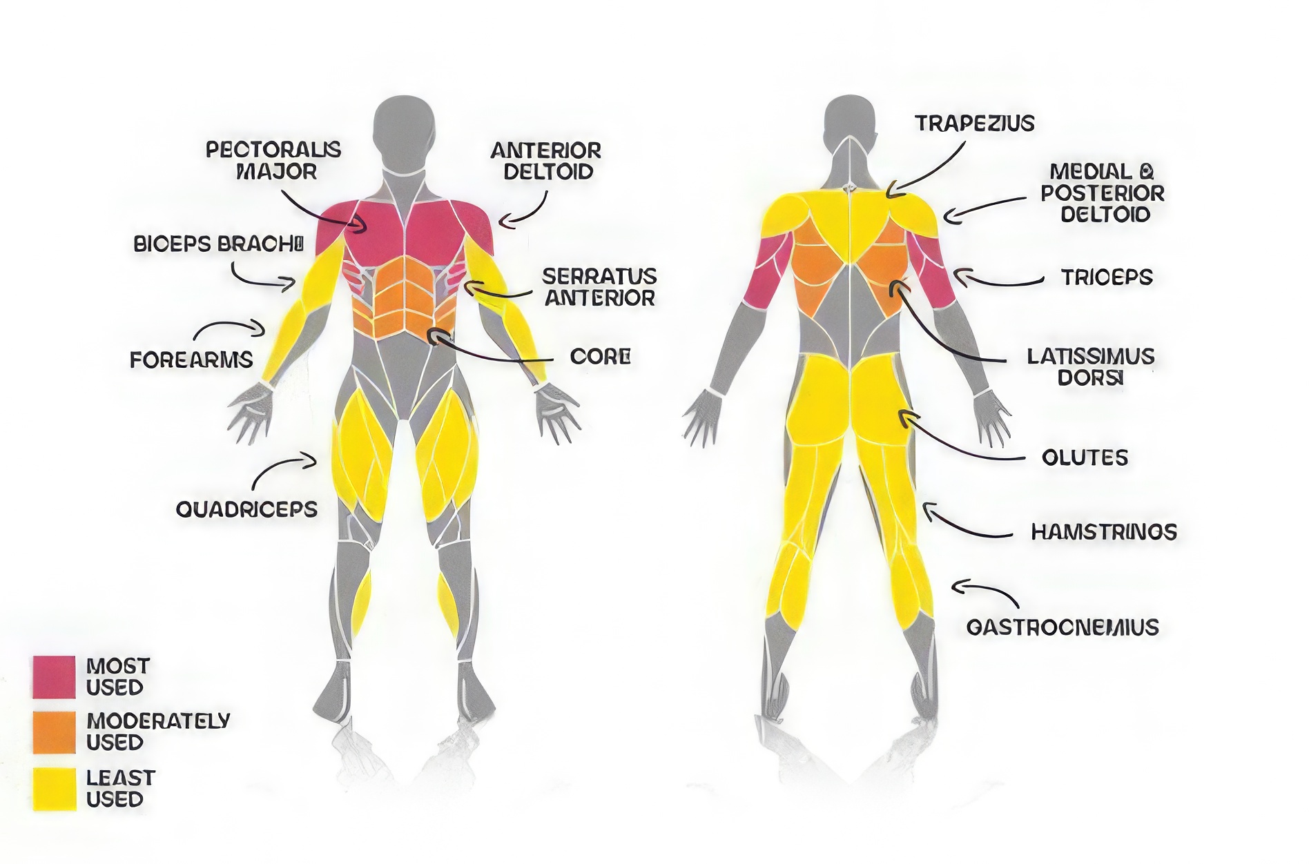 What Does Bench Press Work? List of Muscle